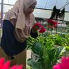 wannurhanisah6