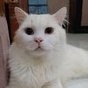 meong2606