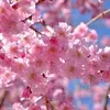 hoa.anh.o9100