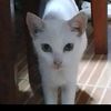 naww_991
