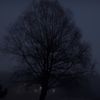 watchingoverthetree