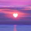 shahed87142