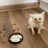 kitty_uranium2