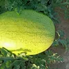 ﮼رگي  ﮼العظيم🍉