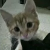 patryk_kurwica