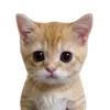 itzyuagyfx._