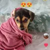 Duquesa Dudu🐕💗💗💗