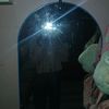 bunga_sion
