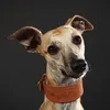 mowglithewhippet