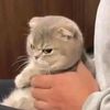 shibaal__7