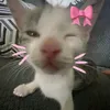 Bao giờ iu thảo  thì đổi tên☘️