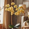 orquídeashoje