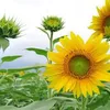 hong.th.thanh160