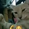 anaidvcrmhk
