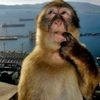 monkeyblahhh