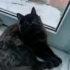 daily.kitten.shit