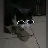 bingus600
