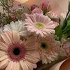 plumrrose