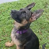 germanshepherd_wendy