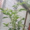 safitri4386840731745