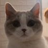 madame_porpy