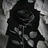 _rosse_in