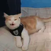 Tabby Plays