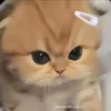bong_0590