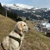 Lesehund_Elsa