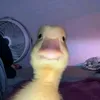 daniel...zzzz
