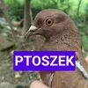 ptoszekk0