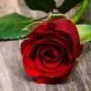 fatimaali4335