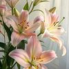 lilliepad01