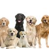 athomedogs