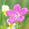 blume1717