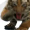 chukuruku6