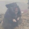ratdrone3