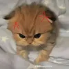 inhththuthu6