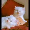 itx_queen..2510