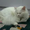 atamm22_
