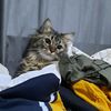 mikamikothecat