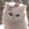 vvxrq13sophiatohh