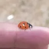 lunaireso