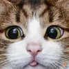 ngshng33