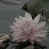 kylie_201111