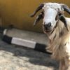 PŁÂY BØÎ🤩🐏🕺🏽