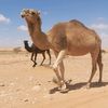 alqatrouni_