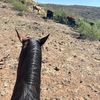 cowboydude13