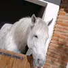 ahedddd6