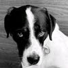 oreosmoothiedog